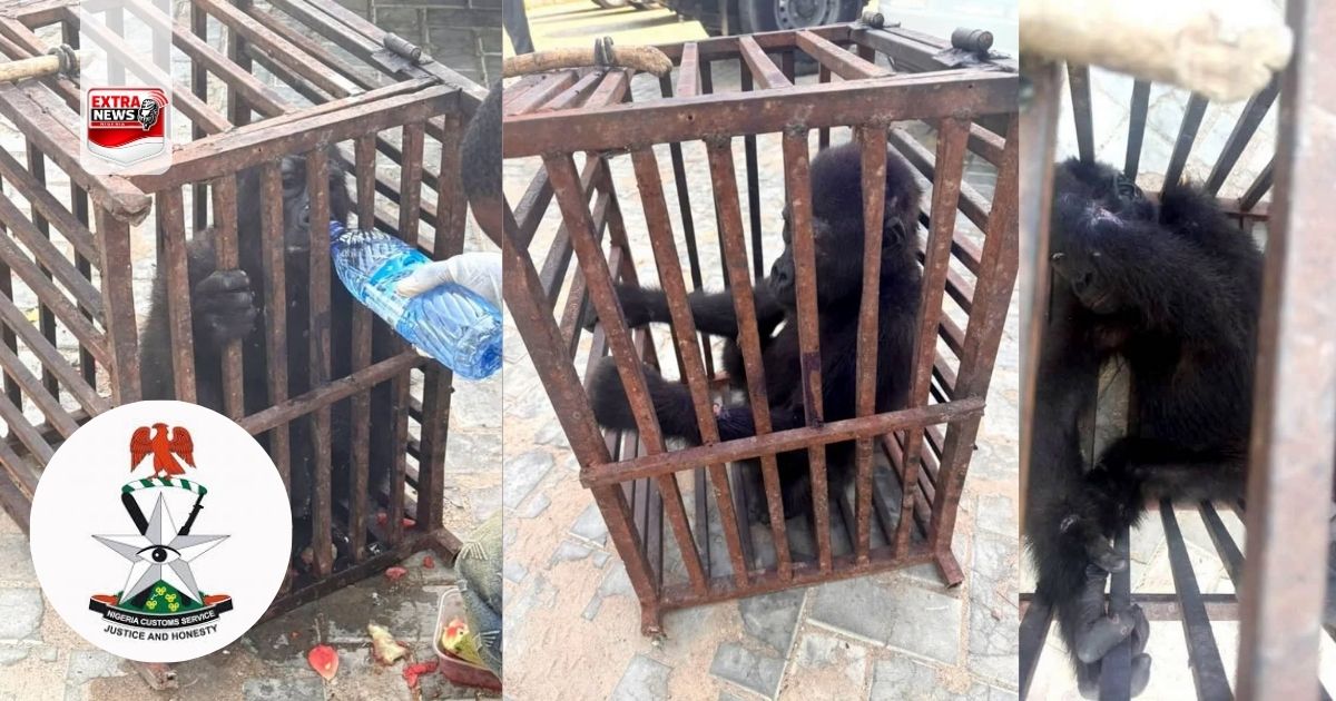 Customs Rescue Baby Gorilla, Arrest Suspected Trafficker in Kano